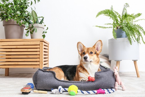 Cleaning Pet Bedding and Linens