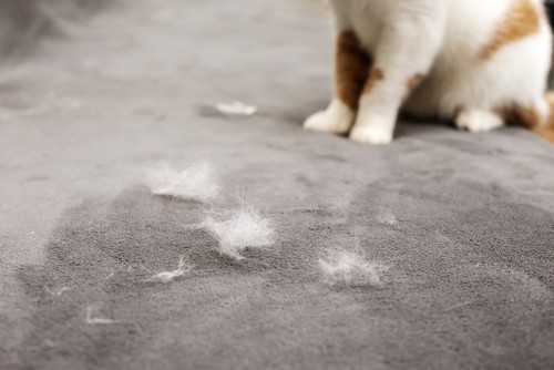 Laundry Tips for Pet Owners Banishing Fur and Odors